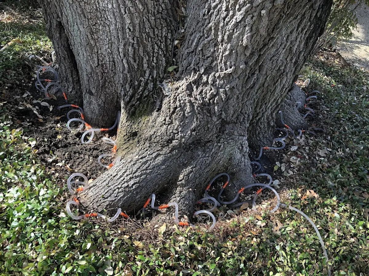 Detailed Tree Cabling and Bracing job site in Upper Fairmount