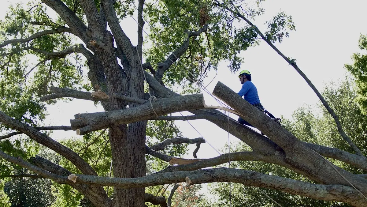 Professional Crown Thinning performed by certified arborists in Upper Fairmount