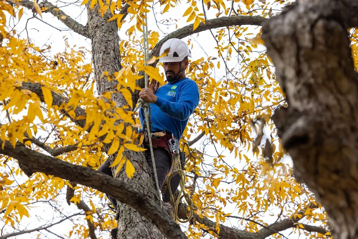 Skilled Tree Pruning crew working in Upper Fairmount